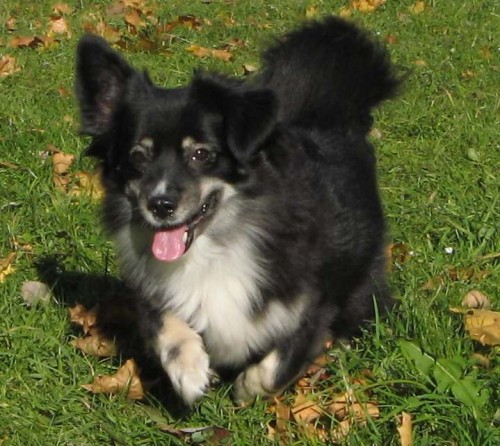 Ztratil se pes v OV-Porub�