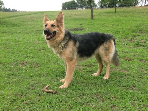 fena NO a pes k��enec dobrmana