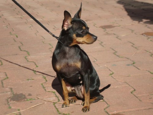 Pra�sk� krysa��k