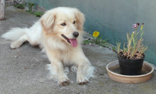 Ztratil se pes v okol� Brna