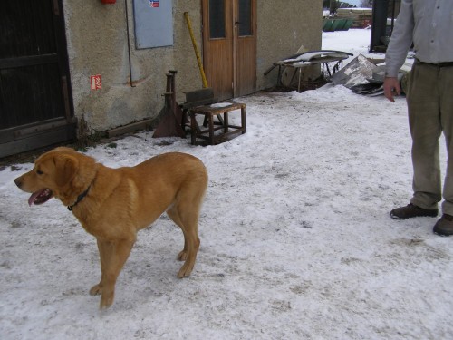 Retrívr, labrador???? Retrívr, labrador????