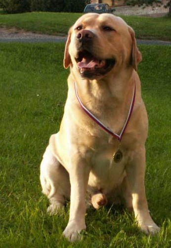 Hled�me Labradorsk�ho retr�vra