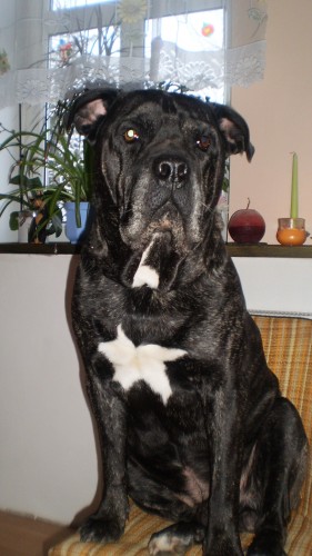  ztratil se pes "mallorsk� doga"