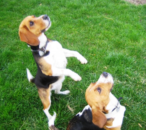 Hledaj� se dv� fenky b�gla