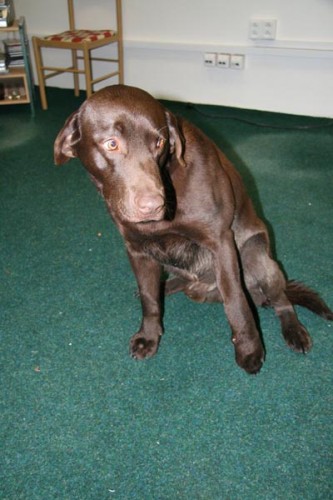 nalezený hnědý pes, labrador? o. Nový Jičín nalezený hnědý pes, labrador? o. Nový Jičín