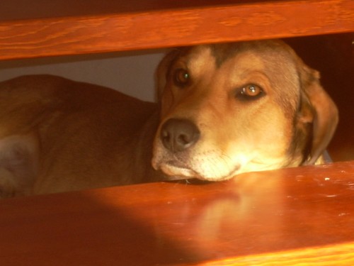 Ztratil se k��enec v �esk� L�p�