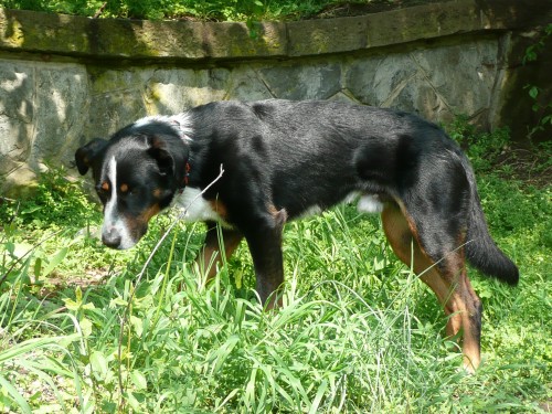 Pros�me o pomoc p�i hled�n� ztracen�ho psa sly��c�ho na jm�no Nero