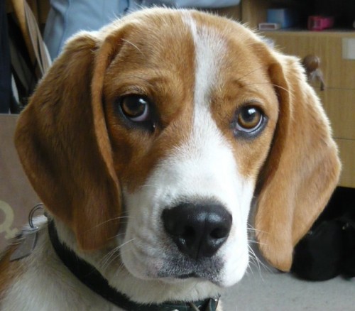 St�le hled�me fenku b�gla