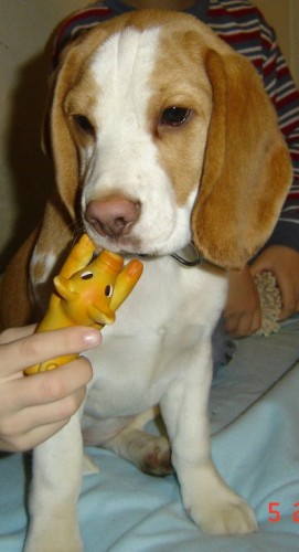 Hled� se �t�n� b�gla