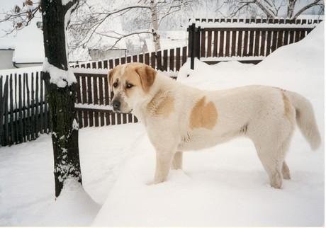 Ztratil se St�edoasijsk� pasteveck� ov��k