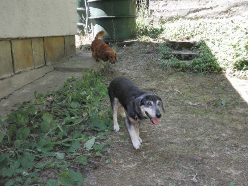 Ztracen� pes, Podkoz�, o. Chy�ava, o. Beroun