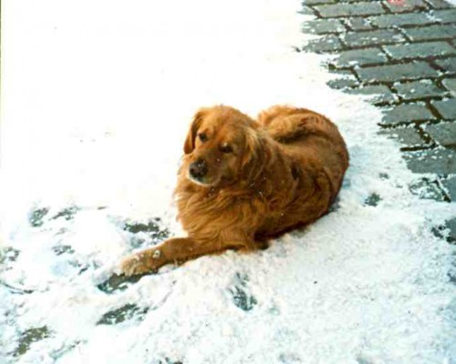 Ztracen� zlat� retr�ver Brit � P�elou� (Pardubicko)