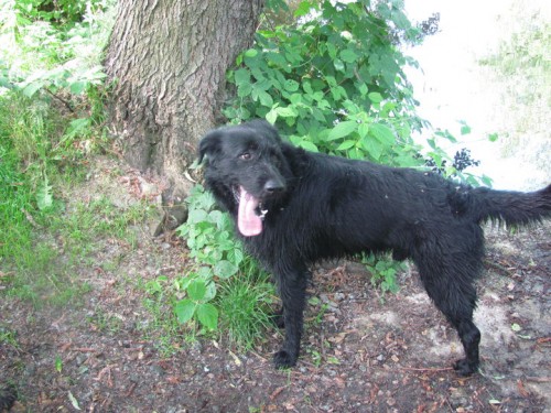 2 ztracen� psi - Rita a Bak - P�elou� (Pardubicko)