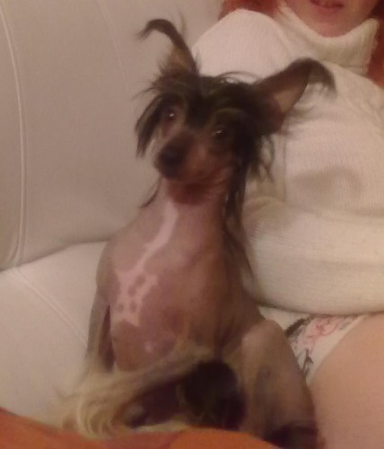 stratil se ��nsk� chocholat� pes