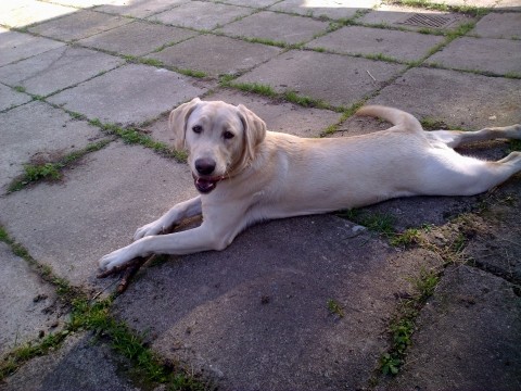 Kr�mov� labradorka Bessie