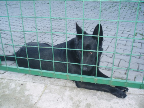 Ztracen� fena n�meck�ho ov��ka