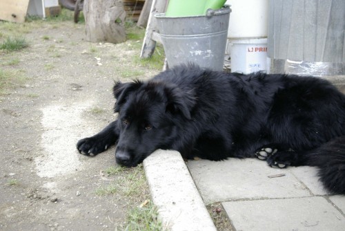 Zab�hl se �ern� pes - Vele�ovice - Novofoundlan�an k��en� s vl��kem