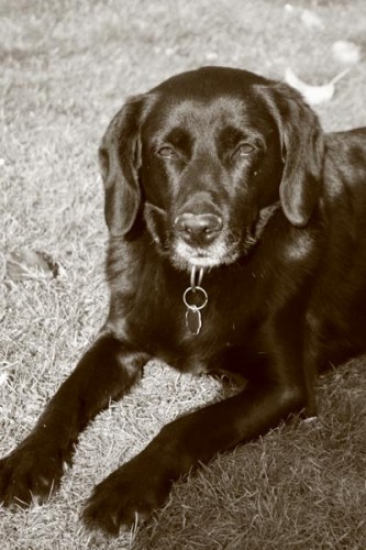 Ztracen� 12 let� k��. labradora, Sadsk� Nymburk