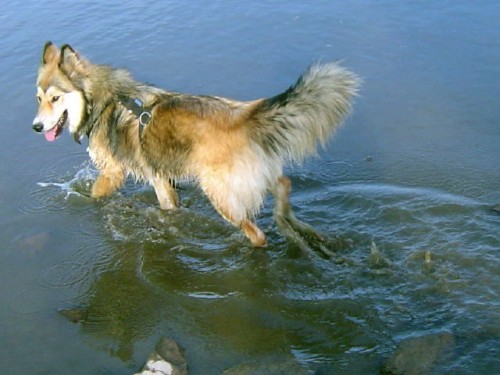 St�le se HLED� ro�n� K�͎ENKA husky X kolie X NO sly���� na jm�no INA