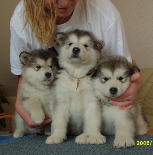 Alja�sky Malamut �teniatka s PP