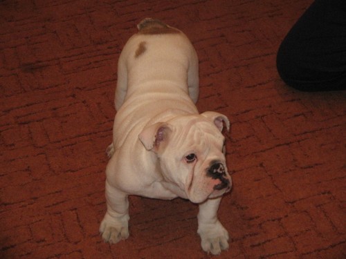 Anglick� buldok s PP