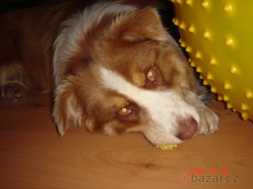 nab�dka kryt� AU