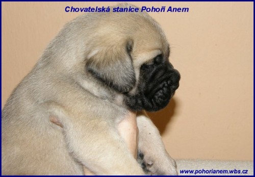 Mastif - Obr s n�n�m srdcem