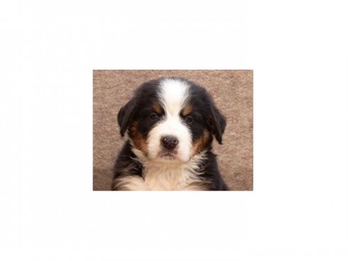 Bernsk� sala�nick� pes