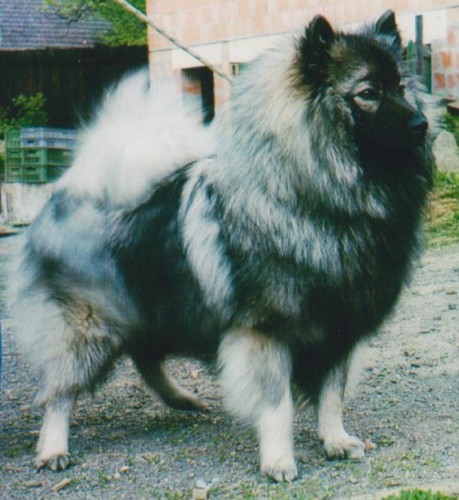 N�meck� �pic vl�� zad�m �t��ata s PP 