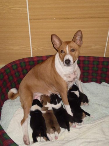 �t��ata basenji