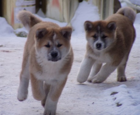 Prodám štěňata akita-inu Prodám štěňata akita-inu