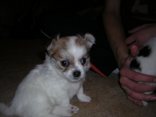 Dlouhosrst� �ivava