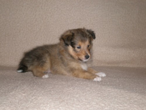 �t��ata �elti�