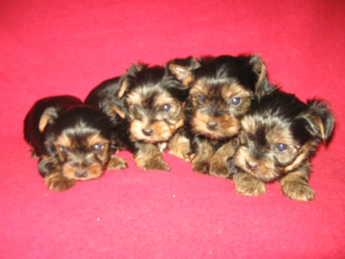 Jork��rsk� teri�r s PP - fenky