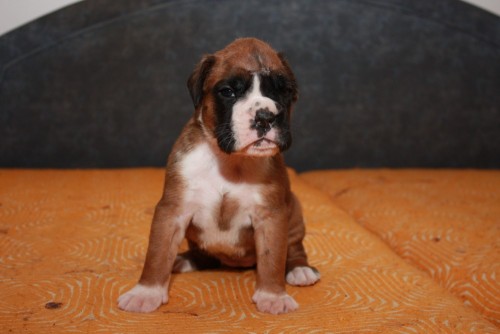 Boxer - zlat� �t�n� s PP