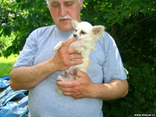 �ivava dlouhosrst� - kryt�