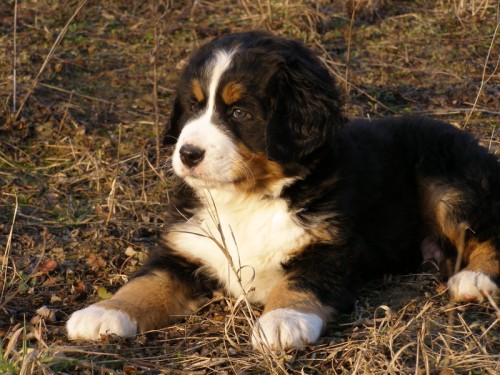 �t�nda-Bernsk� sala�nick� pes