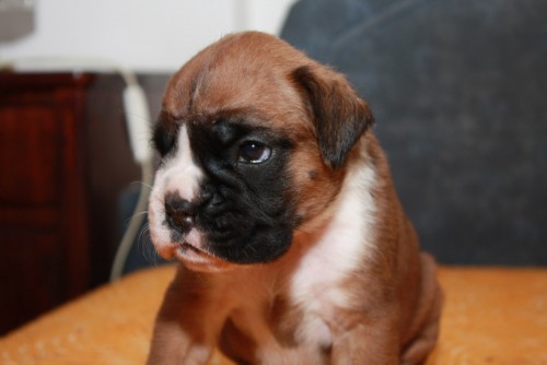 Boxer - zlat� �t�n� s PP