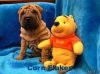 Šarpej, shar-pei po Interšampionce Šarpej, shar-pei po Interšampionce