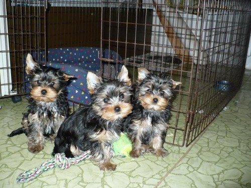 Jork��rsk� teri�r - �t���tka