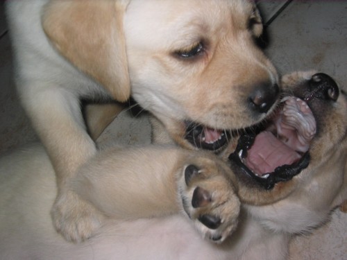 Prod�m �t�n� labradora bez PP