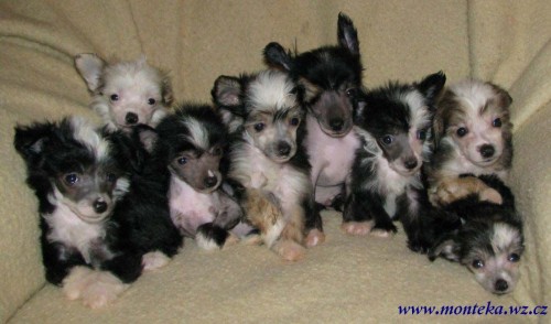 ��nsk� chocholat� pes 