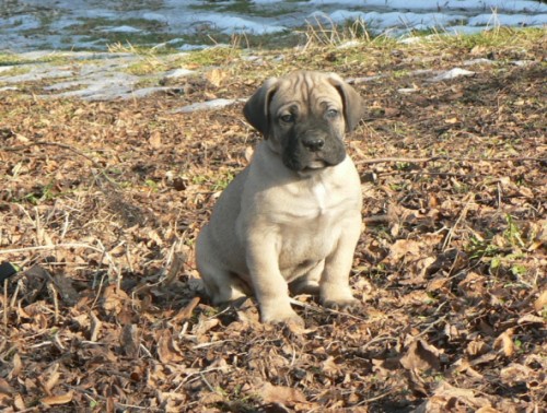 Cane Corso �t��ata  s PP