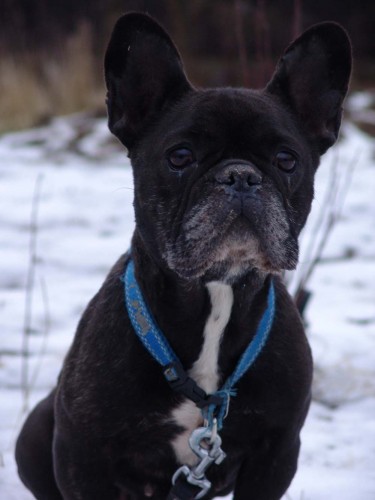 Fr. buldo�ek  hled� domov