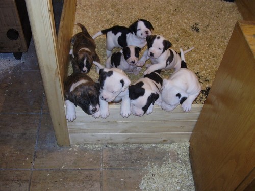 AMERICK� BULDOK-Standart