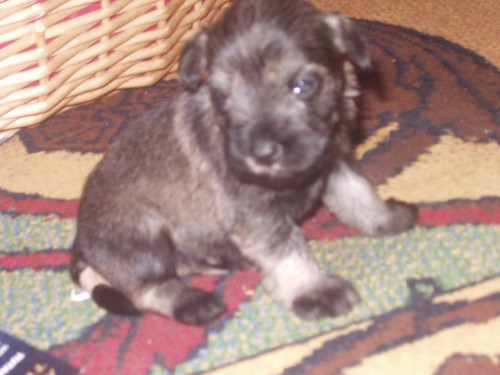 Knírač malý pepř+ sůl Knírač malý pepř+ sůl