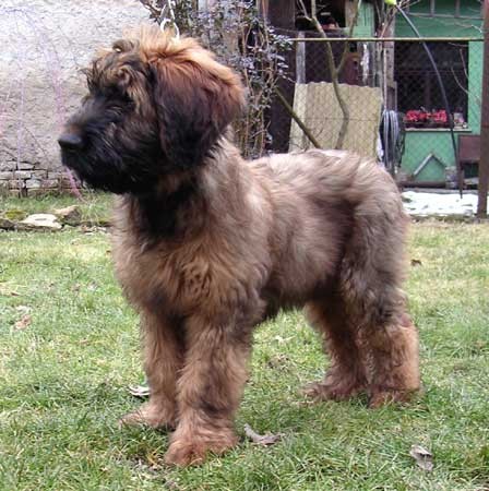 Briard - plav� pejsek
