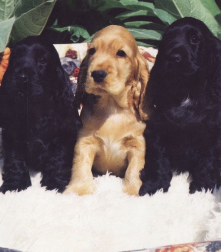 Anglick� kokr�pan�l