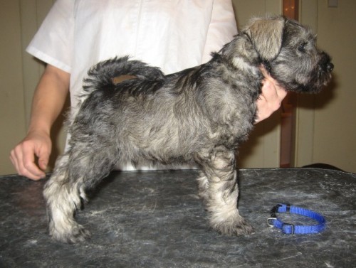 KNÍRAČ MALÝ PEPŘ A SŮL KNÍRAČ MALÝ PEPŘ A SŮL