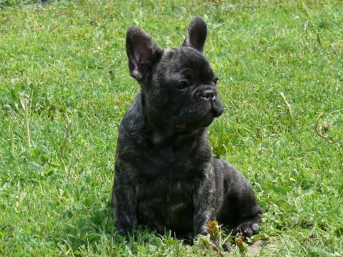 Francouzsk� buldo�ek 